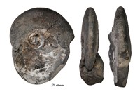 Lissoceratoïdes erato